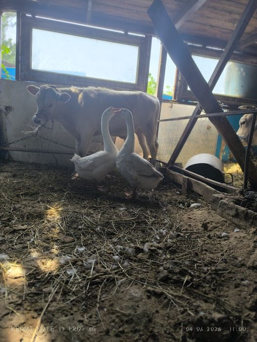 Продам гусынь парой!