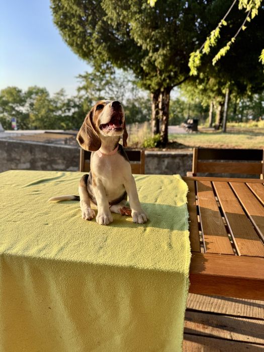 Pui Beagle cu pedigree disponibil