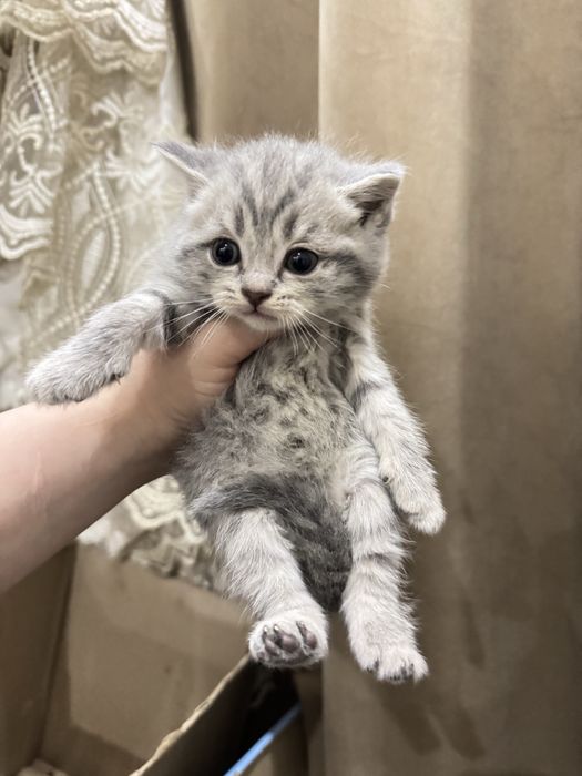 Mushukchala sotiladi