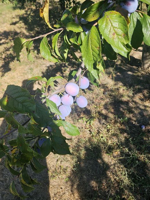 Prune Anna Spath de vânzare (Anașpet)