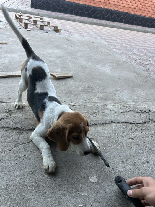 Собака парода бигль 3 мес