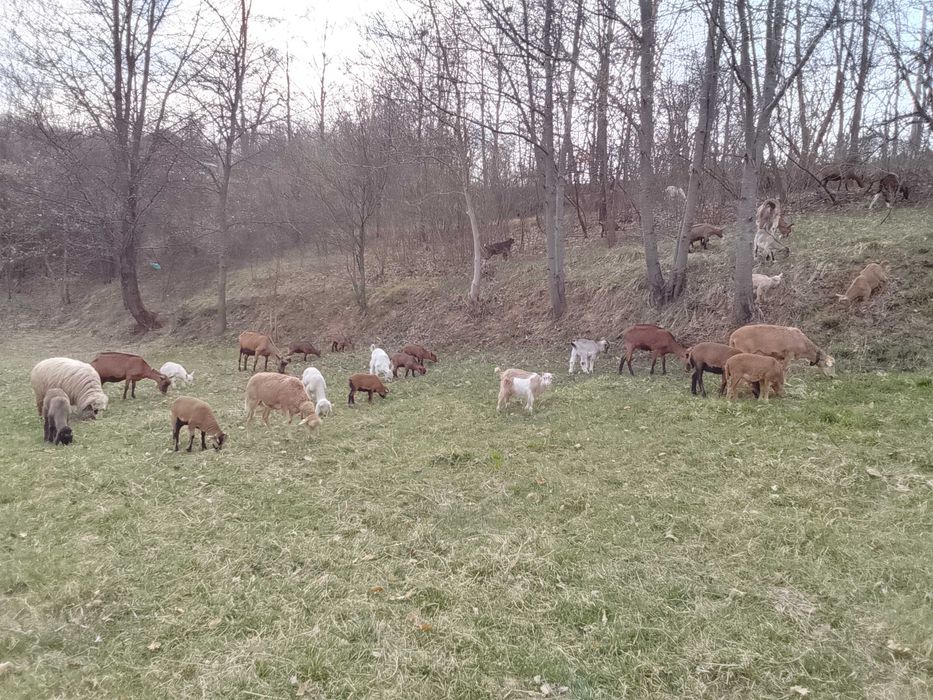 Miei, iezi, berbeci, tapi si capre, rase de carne si de lapte