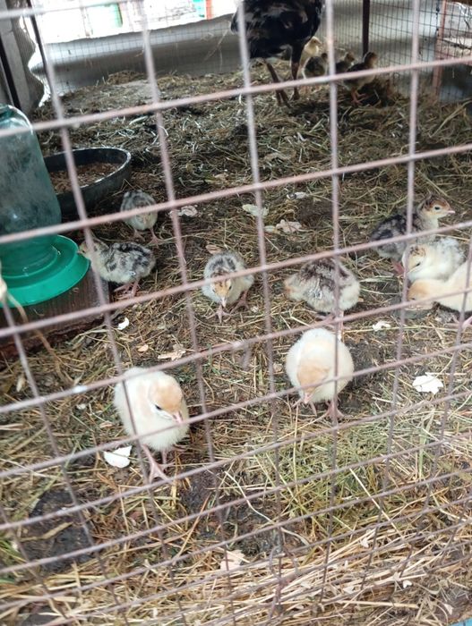 Индюшата с индюшкой комплект