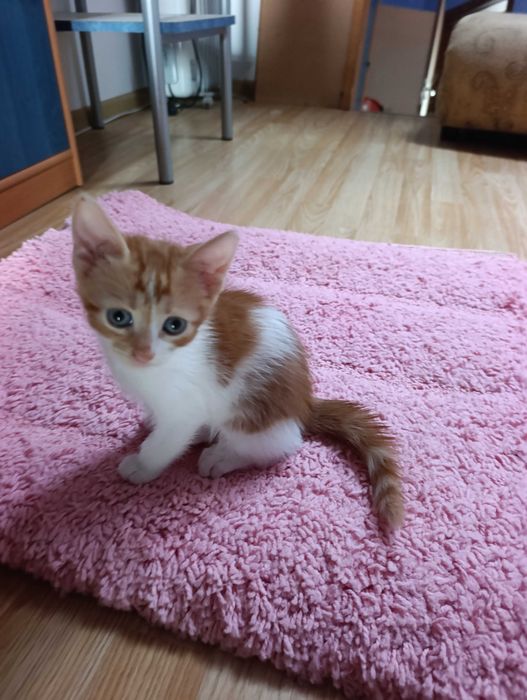 котета на 8 седмици