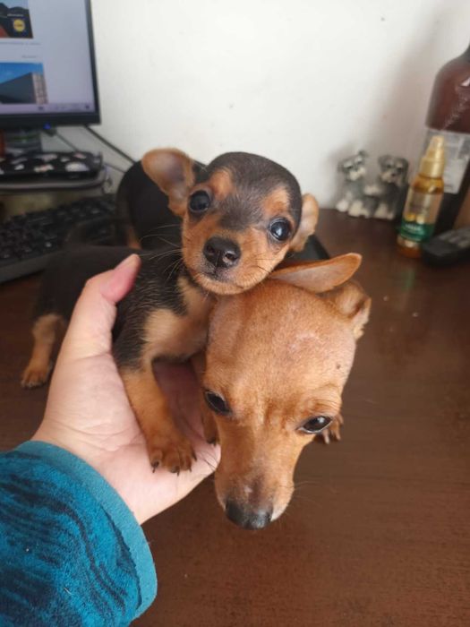 Мъжки мини пинчер