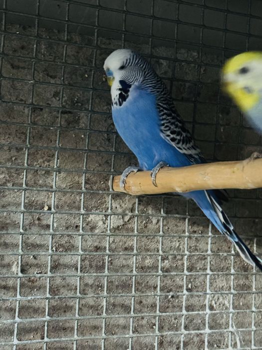 Qushla toza zot Toshkenda spengal andulka
