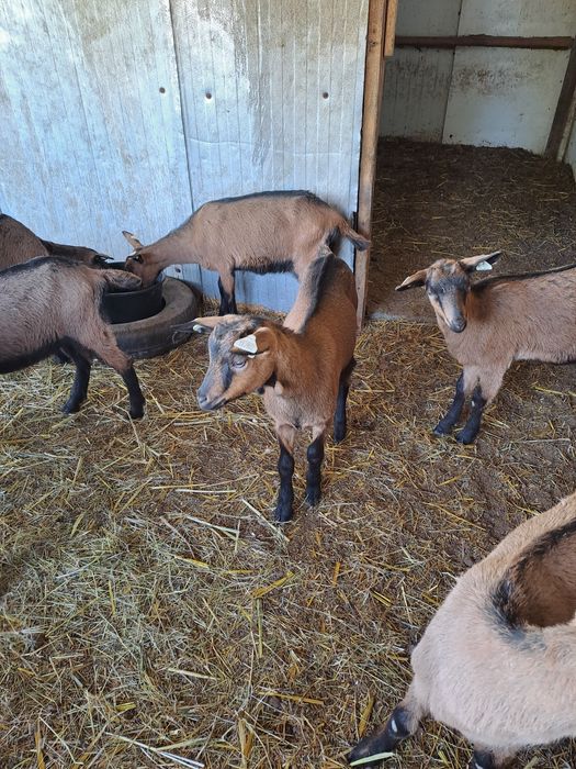 Vand iedute si iezi rasa alpin francez