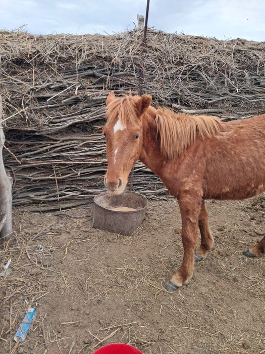 Құнажын байтал сатылады