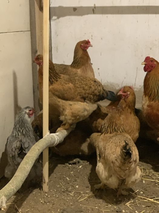 Куры ,ТАУЫҚ Полу Брамы