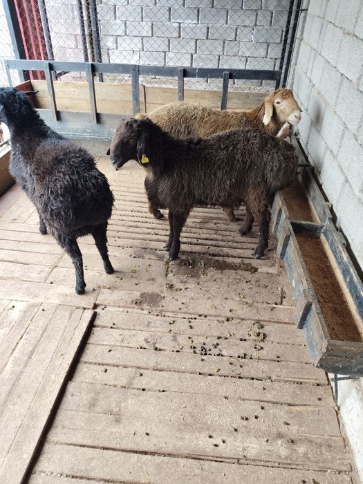 Кошкарлар, домашние