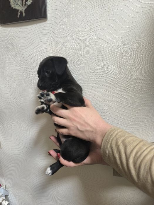 Отдам щенков бесплатно