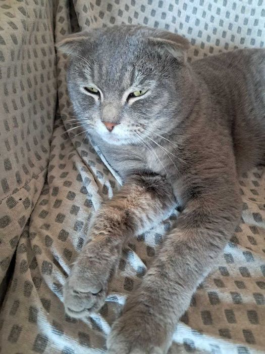 Британский кот с комплектом