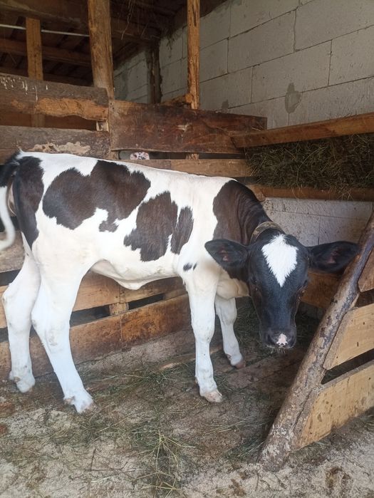 De vânzare vițică de 3 luni