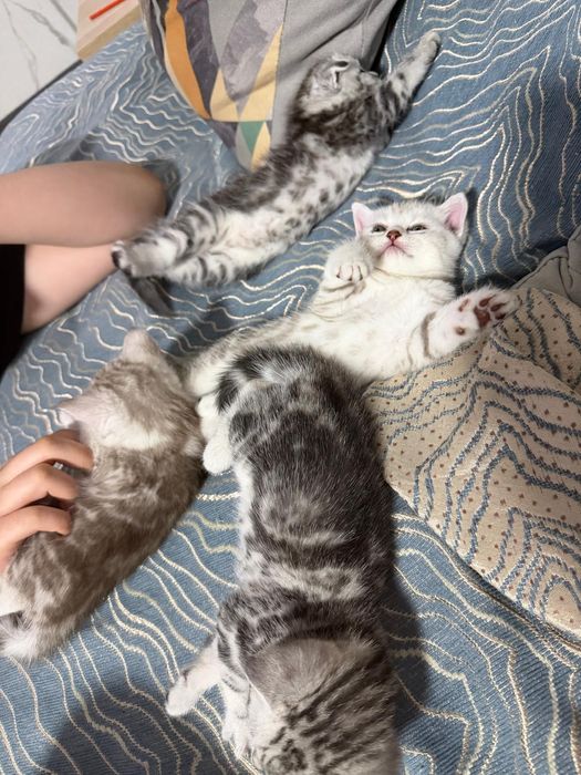 Шотландские котята
