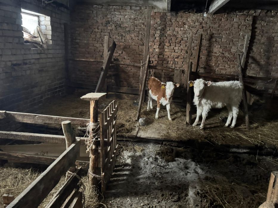 10 бас ургашы мал оптом