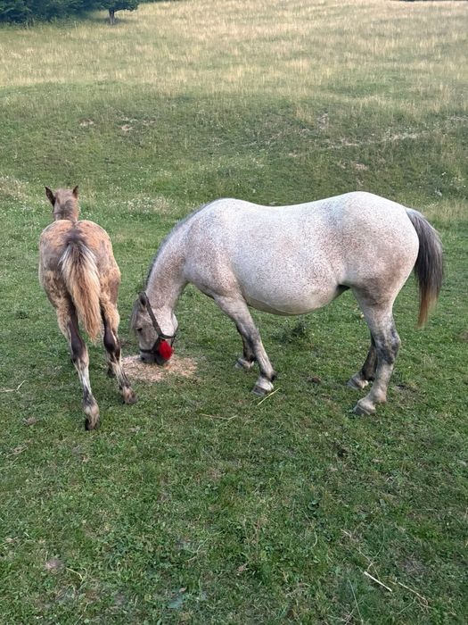 Iapa de 6 ani gestanta cu armasar ardenez !