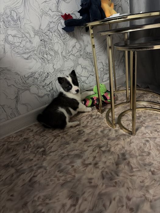 Отдам даром щенка лайка