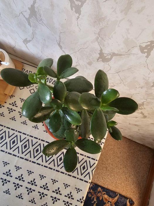 Продам шикарные толстянки (красулы)