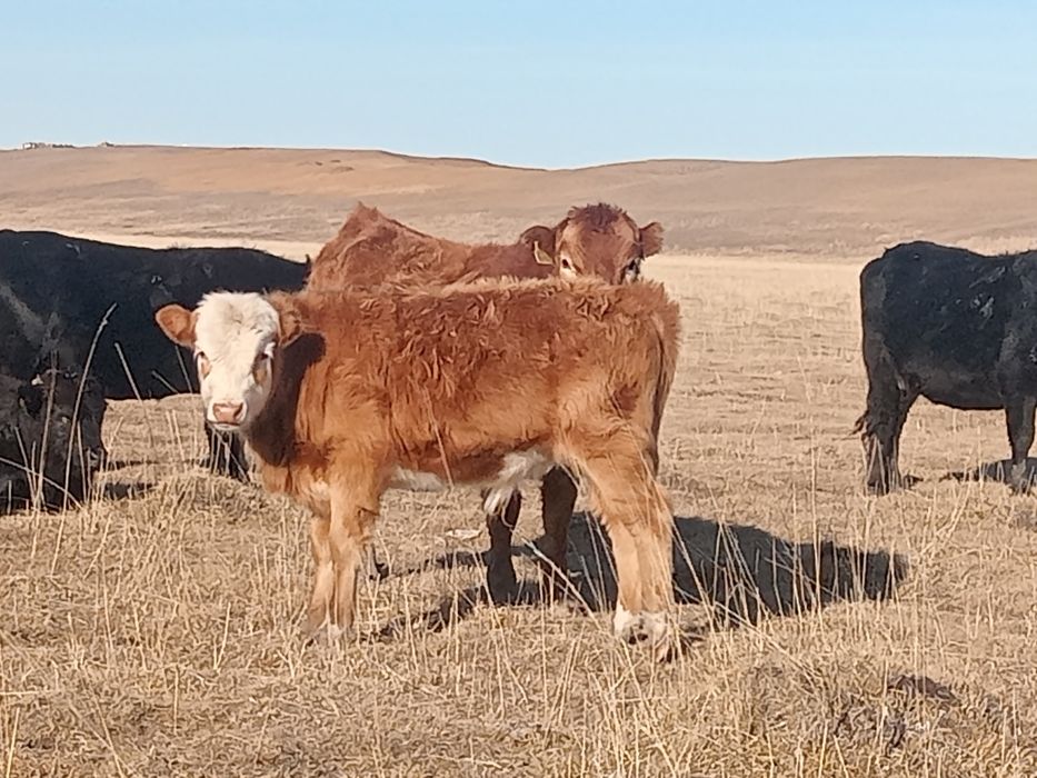 Еркек подсостар сатылады