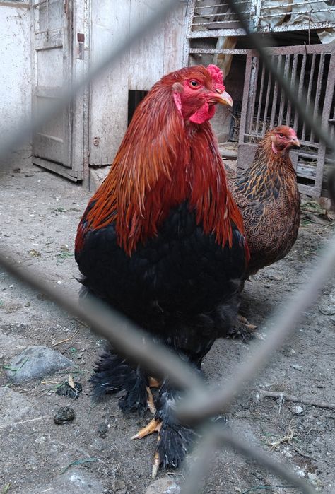 Cocoși rasă de vânzare