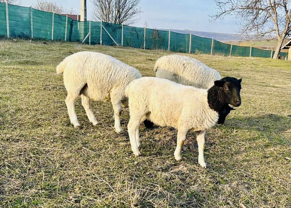 Mieluțe Dorper de vânzare – sănătoase și bine dezvoltate