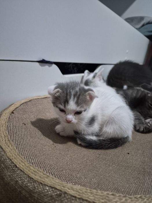 Котята ищут хороший дом