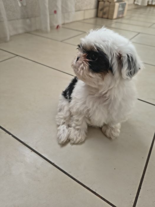Shih tzu Talie mica