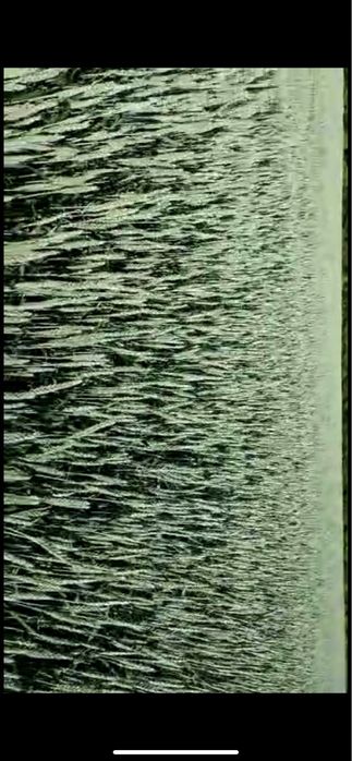 Семена ячменя, пшеница