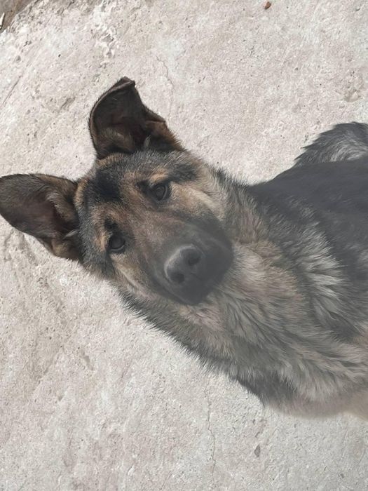 Восточно-европейская овчарка