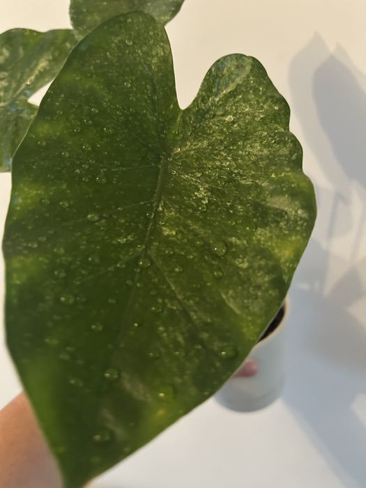 Алоказия Одора  'Aurea-Variegata