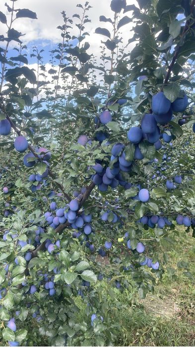 Vand prune de comsum cal 1