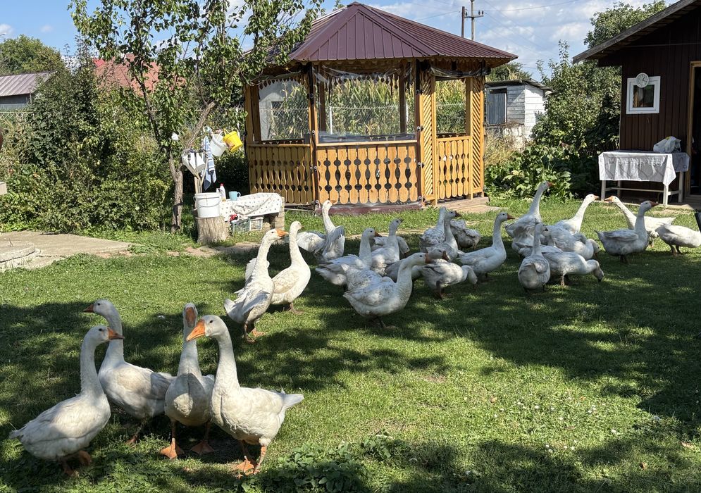 Gaste romanesti de vanzare