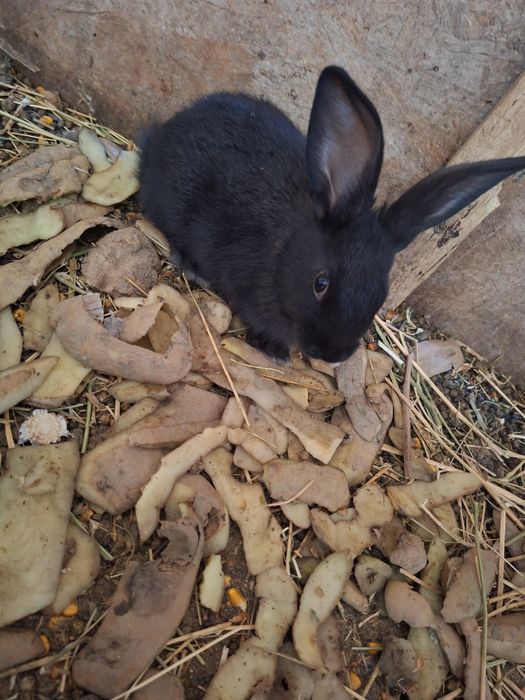 Iepurasi hycole francez