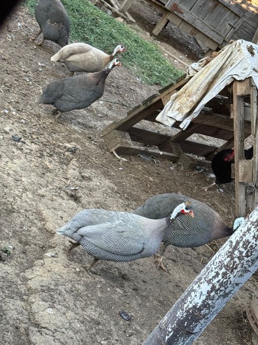 Pui de bibilică