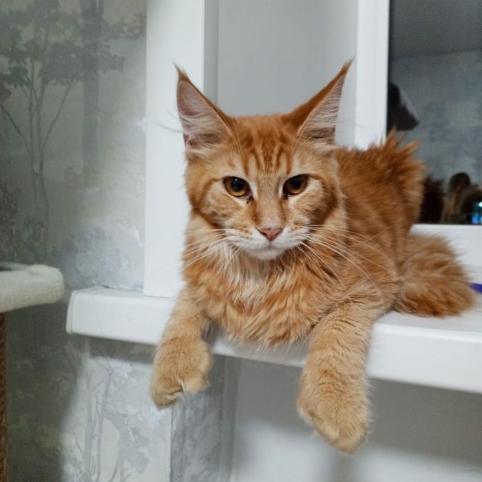 Продам Мейн Куна девочку