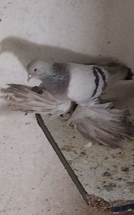 Голуби животные птицы