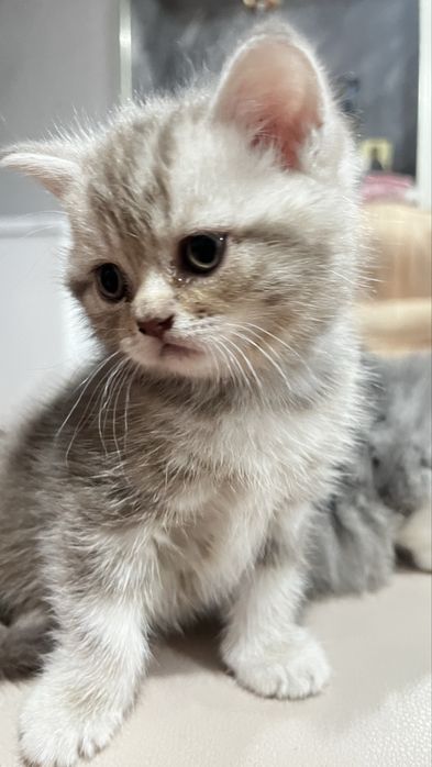 Британские котята