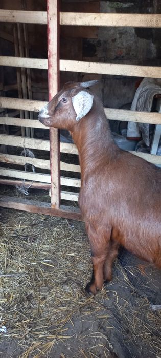 Продам козочку пародистая