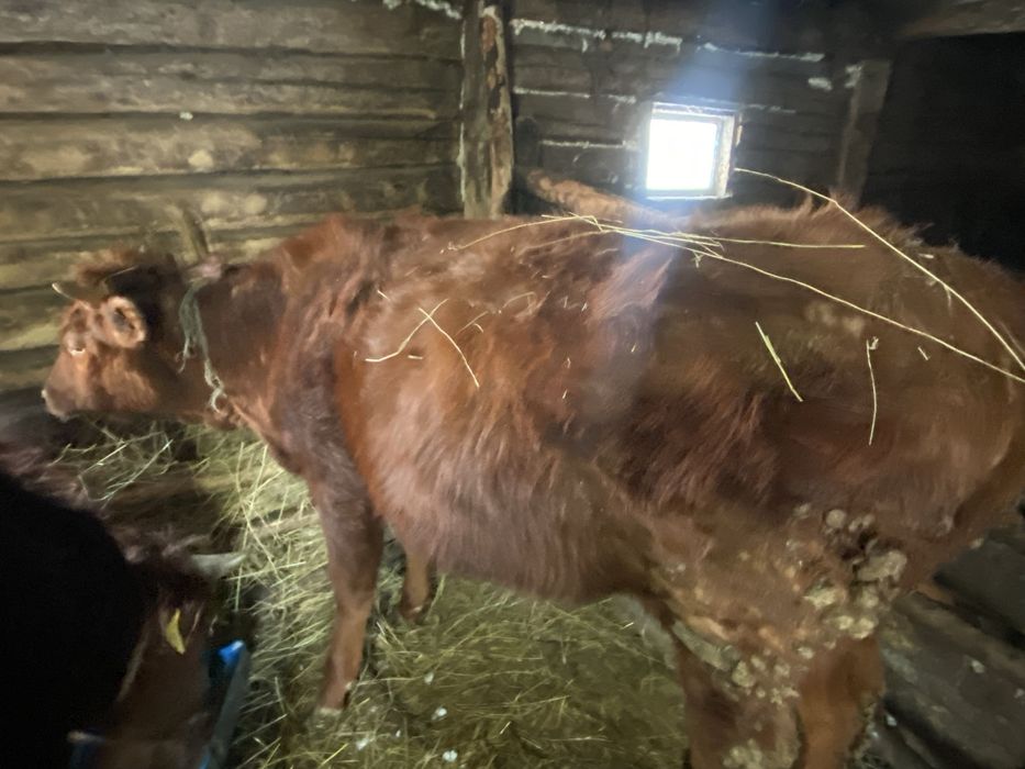 Продается 2бычка 1тёлка