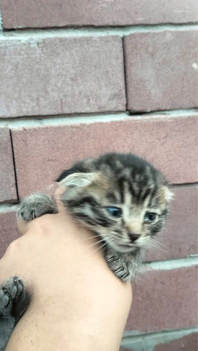 Коята бесплатно в добрые руки