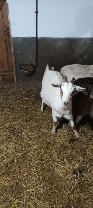 Vând capre pregătite de fătat