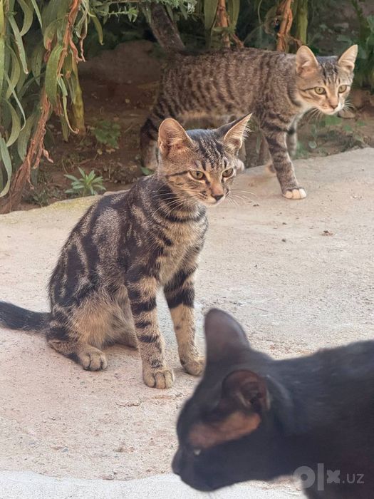 Не просто котёнок — маленький  друг  на всю жизнь