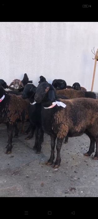 Ұрғашы тоқтылар қошқар түспеген