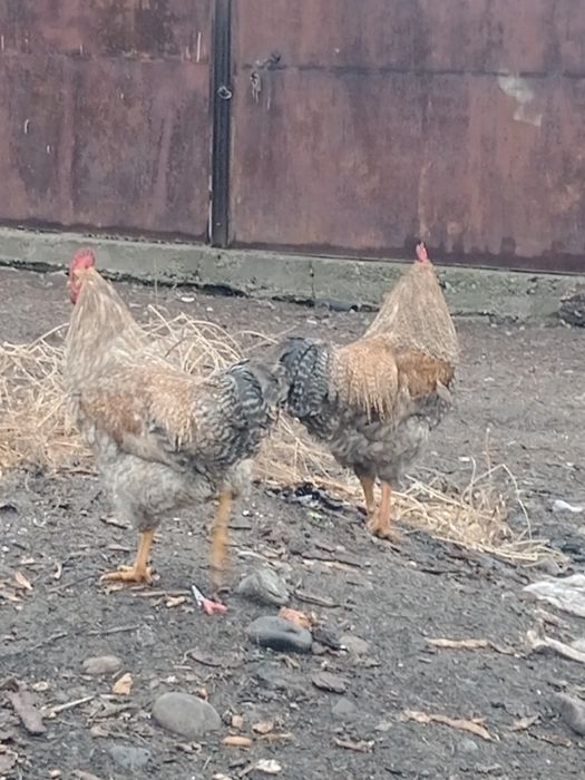 Билефельдер Петушки.