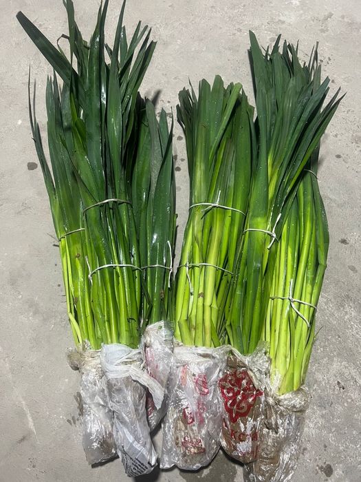 Юкко цветы 6 штук