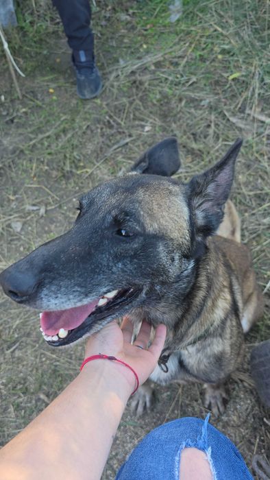 Бебета Белгийска овчарка