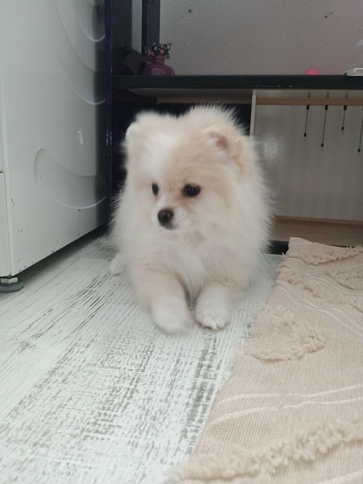 Померан момиче !!!
