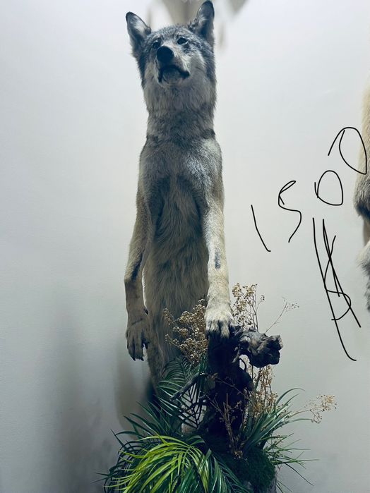 Tirik hayvonlarni mulyaji sovg’agayam Ajoyib tanlov