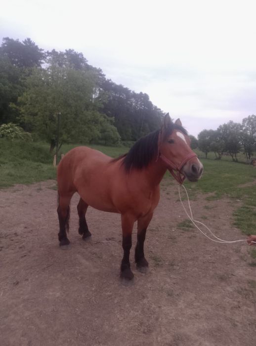 Iapa de 3 ani oferta dar fac si schimb cu animale