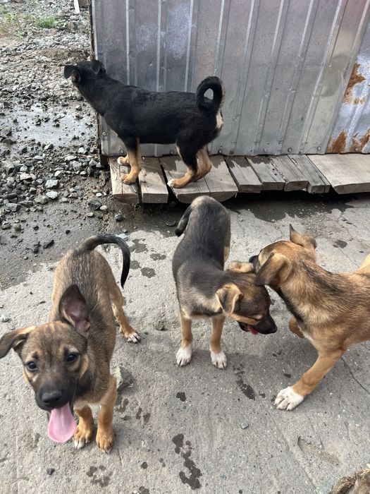 Отдам щенков в добрые рукии